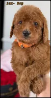 Lux, a male Poodle - Standard  for sale in Sterling, VA – Photo 2 of 5