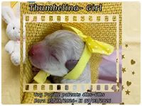 Thumbelina , a female Poodle - Toy  for sale in Sterling, VA – 7 of 8