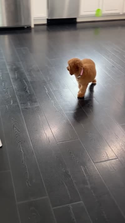 Milo, a male Poodle - Standard  for sale in Sterling, VA – 5 of 6