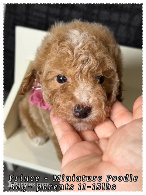 Prince  – Poodle - Miniature  puppy for sale in Sterling, VA