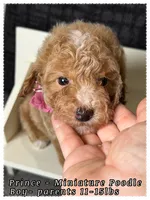 Prince , a male Poodle - Miniature  for sale in Sterling, VA – 1 of 9