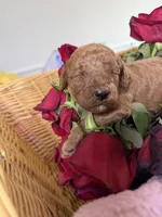Milo, a male Poodle - Standard  for sale in Sterling, VA – 5 of 6