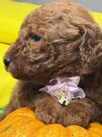 Milán , a male Poodle - Standard  for sale in Sterling, VA – 7 of 10
