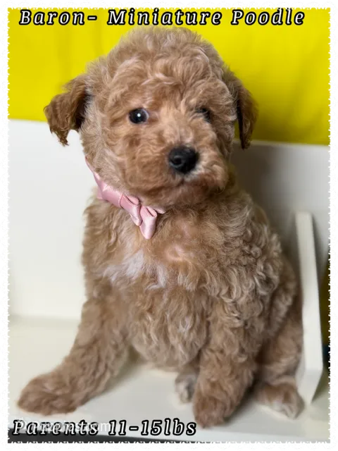 Baron  – Poodle - Miniature  puppy for sale in Sterling, VA