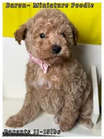 Baron , a male Poodle - Miniature  for sale in Sterling, VA – 1 of 9