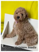 Baron , a male Poodle - Miniature  for sale in Sterling, VA – 9 of 9