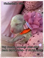 Tinkerbell, a female Poodle - Toy  for sale in Sterling, VA – 2 of 8