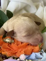 Prince Charming, a male Poodle - Miniature  for sale in Sterling, VA – 2 of 8
