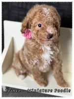Prince , a male Poodle - Miniature  for sale in Sterling, VA – 4 of 9