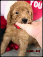 Rolex , a male Poodle - Standard  for sale in Sterling, VA – Photo 1 of 5