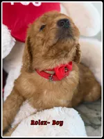 Rolex , a male Poodle - Standard  for sale in Sterling, VA – Photo 5 of 5