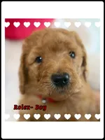 Rolex , a male Poodle - Standard  for sale in Sterling, VA – Photo 2 of 5