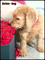 Rolex , a male Poodle - Standard  for sale in Sterling, VA – Photo 3 of 5