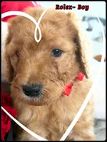 Rolex , a male Poodle - Standard  for sale in Sterling, VA – Photo 4 of 5