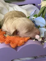 Prince Charming, a male Poodle - Miniature  for sale in Sterling, VA – 3 of 8