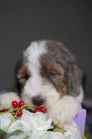 Cartier , a male Poodle - Standard  for sale in Sterling, VA – 5 of 6