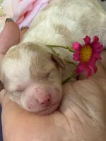 Alice, a female Poodle - Miniature  for sale in Sterling, VA – 2 of 7