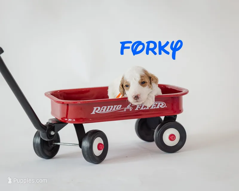 Forky – Poodle - Standard  puppy for sale in Williamsburg, OH
