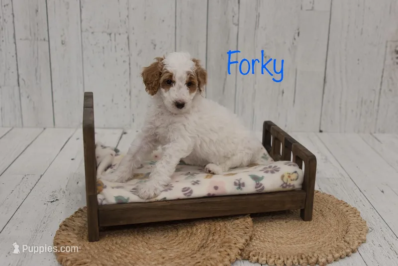Forky – Poodle - Standard  puppy for sale in Williamsburg, OH