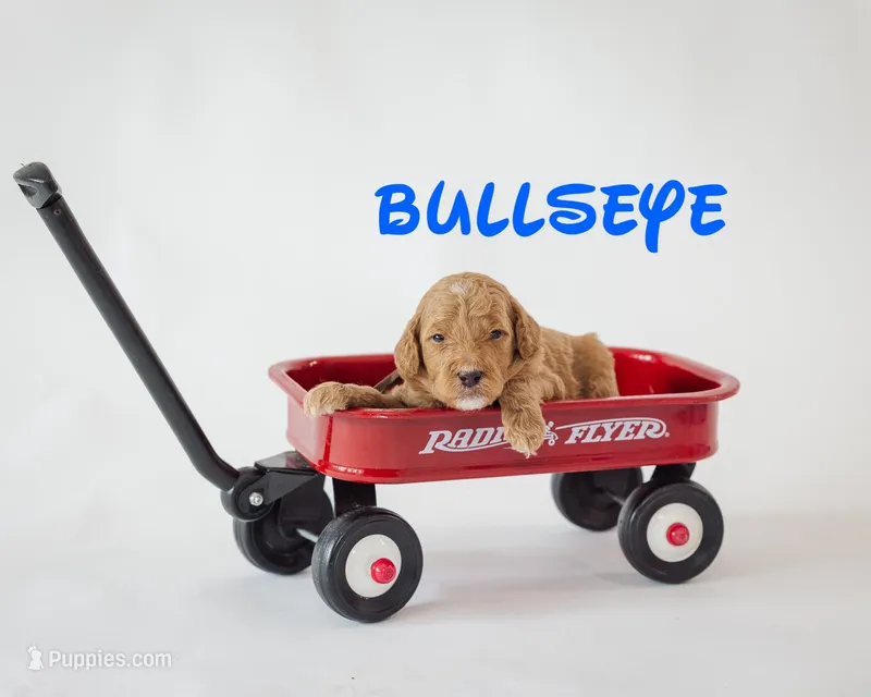 Bullseye  – Poodle - Standard  puppy for sale in Williamsburg, OH