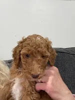 Trixie, a female Poodle - Standard  for sale in Williamsburg, OH – Photo 2 of 3