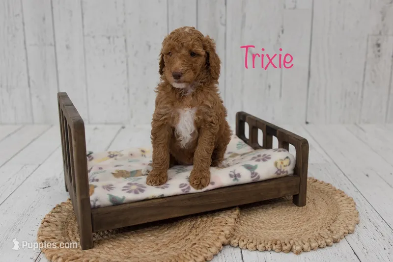 Trixie – Poodle - Standard  puppy for sale in Williamsburg, OH