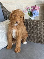 Trixie, a female Poodle - Standard  for sale in Williamsburg, OH – Photo 3 of 3