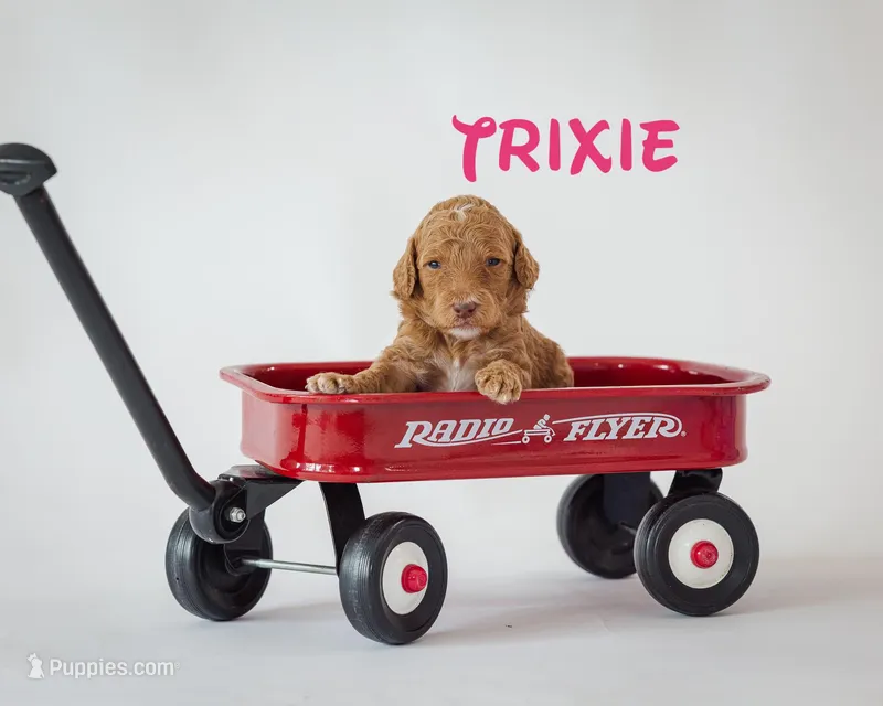 Trixie – Poodle - Standard  puppy for sale in Williamsburg, OH