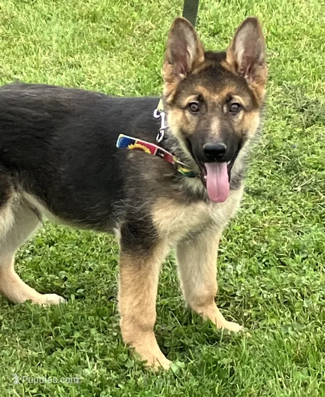 Hank – German Shepherd Dog puppy for sale in Granville Summit, PA