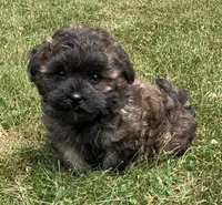 Chico, a male Shih Tzu for sale in Granville Summit, PA – 5 of 5