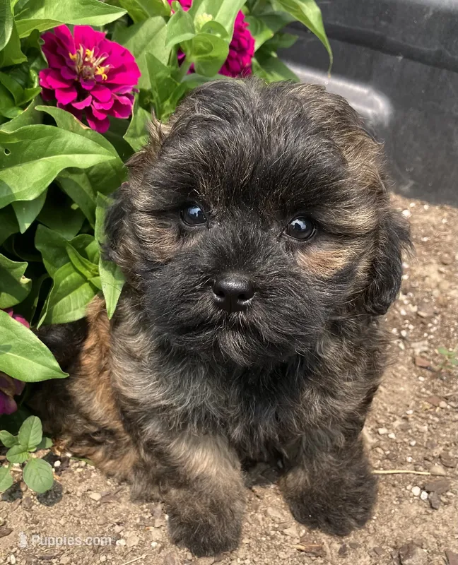 Chico – Shih Tzu puppy for sale in Granville Summit, PA