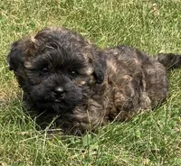 Chico, a male Shih Tzu for sale in Granville Summit, PA – 4 of 5