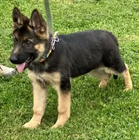 Jack, a male German Shepherd Dog for sale in Granville Summit, PA – 2 of 5