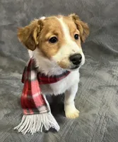 Mila, a female Jack Russell Terrier for sale in Granville Summit, PA – Photo 6 of 6