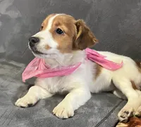 Mila, a female Jack Russell Terrier for sale in Granville Summit, PA – Photo 4 of 6