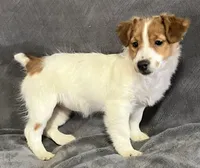 Mila, a female Jack Russell Terrier for sale in Granville Summit, PA – Photo 5 of 6