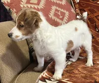 Mila, a female Jack Russell Terrier for sale in Granville Summit, PA – Photo 3 of 6