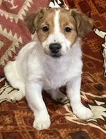 Mila, a female Jack Russell Terrier for sale in Granville Summit, PA – Photo 2 of 6