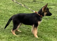 Jack, a male German Shepherd Dog for sale in Granville Summit, PA – 3 of 5
