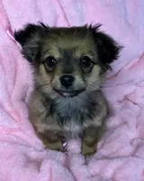 Dolly, a female Chihuahua for sale in Granville Summit, PA – Photo 5 of 5