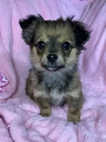 Dolly, a female Chihuahua for sale in Granville Summit, PA – Photo 3 of 5