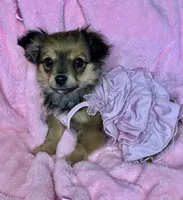 Dolly, a female Chihuahua for sale in Granville Summit, PA – Photo 4 of 5