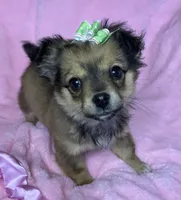 Dolly, a female Chihuahua for sale in Granville Summit, PA – Photo 2 of 5