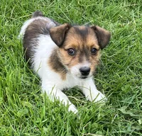 Gracia, a female Jack Russell Terrier for sale in Granville Summit, PA – Photo 3 of 4