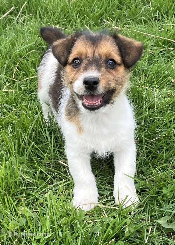 Gracia – Jack Russell Terrier puppy for sale in Granville Summit, PA