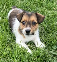 Gracia, a female Jack Russell Terrier for sale in Granville Summit, PA – Photo 2 of 4