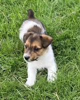 Gracia, a female Jack Russell Terrier for sale in Granville Summit, PA – Photo 4 of 4