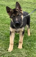 Jack, a male German Shepherd Dog for sale in Granville Summit, PA – 5 of 5