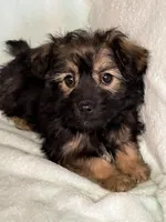 Bandit, a male Chihuahua for sale in Granville Summit, PA – Photo 2 of 4