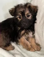 Bandit, a male Chihuahua for sale in Granville Summit, PA – Photo 3 of 4